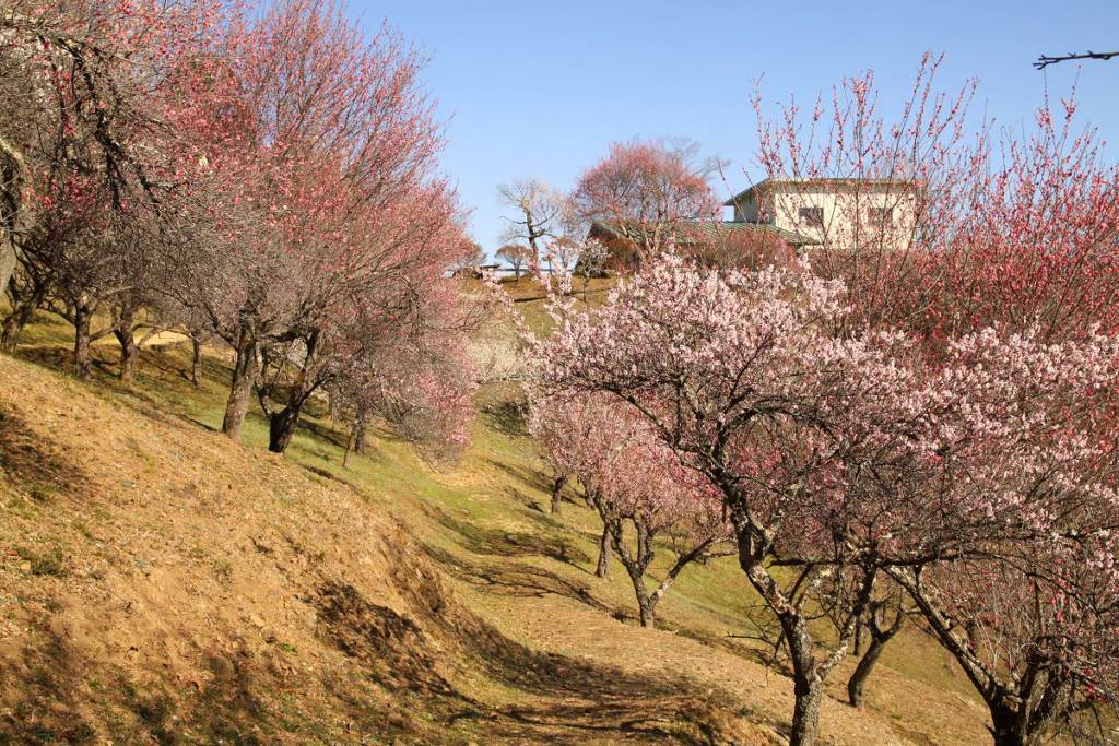 宝登山梅百花園の画像