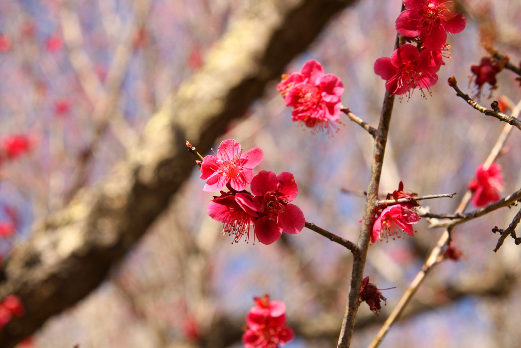 宝登山梅百花園の画像