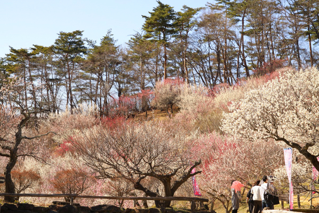 宝登山梅百花園の画像