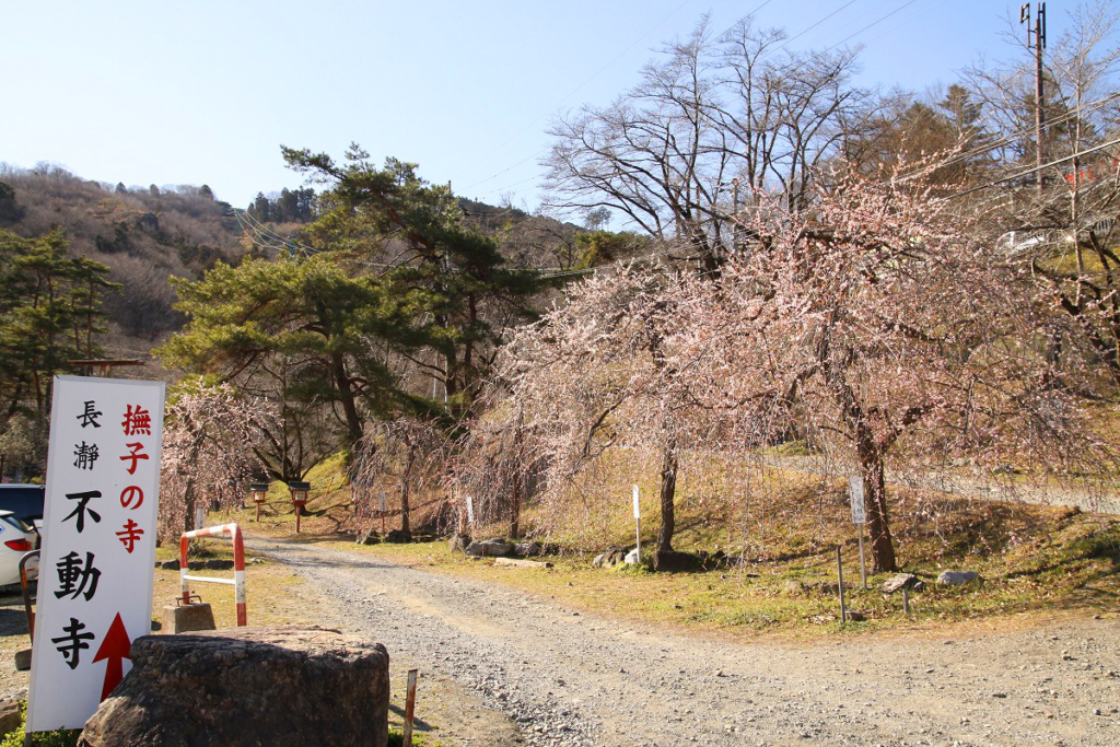 不動寺しだれ梅園の画像