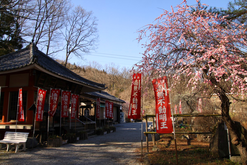 不動寺しだれ梅園の画像