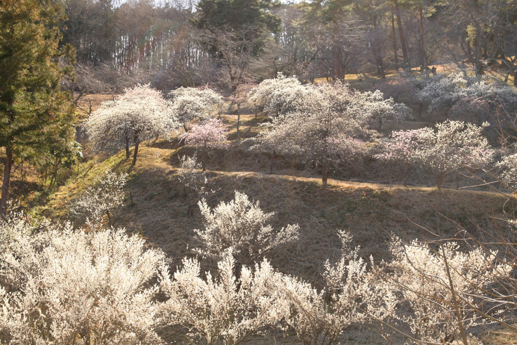 不動寺しだれ梅園の画像