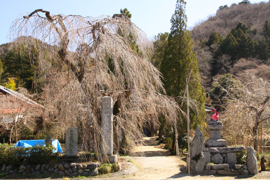 法善寺のしだれ桜の画像