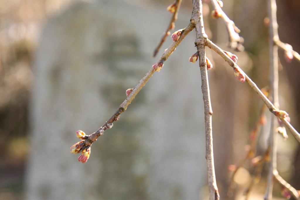 法善寺のしだれ桜の画像