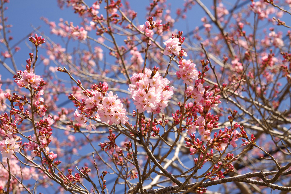 大手桜