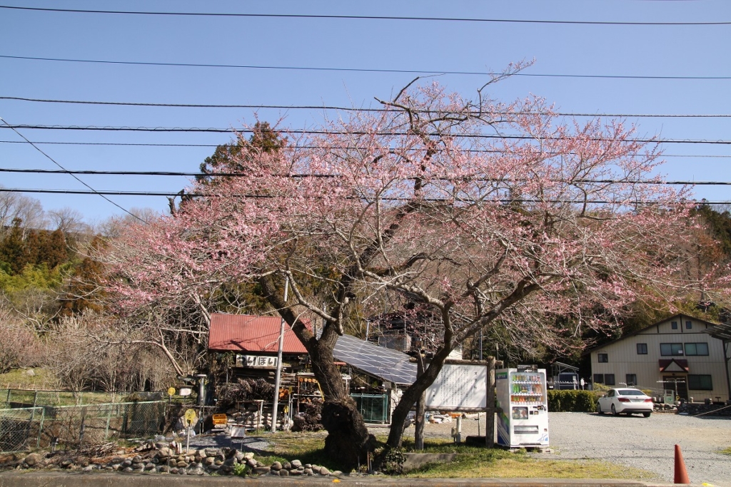 大手桜