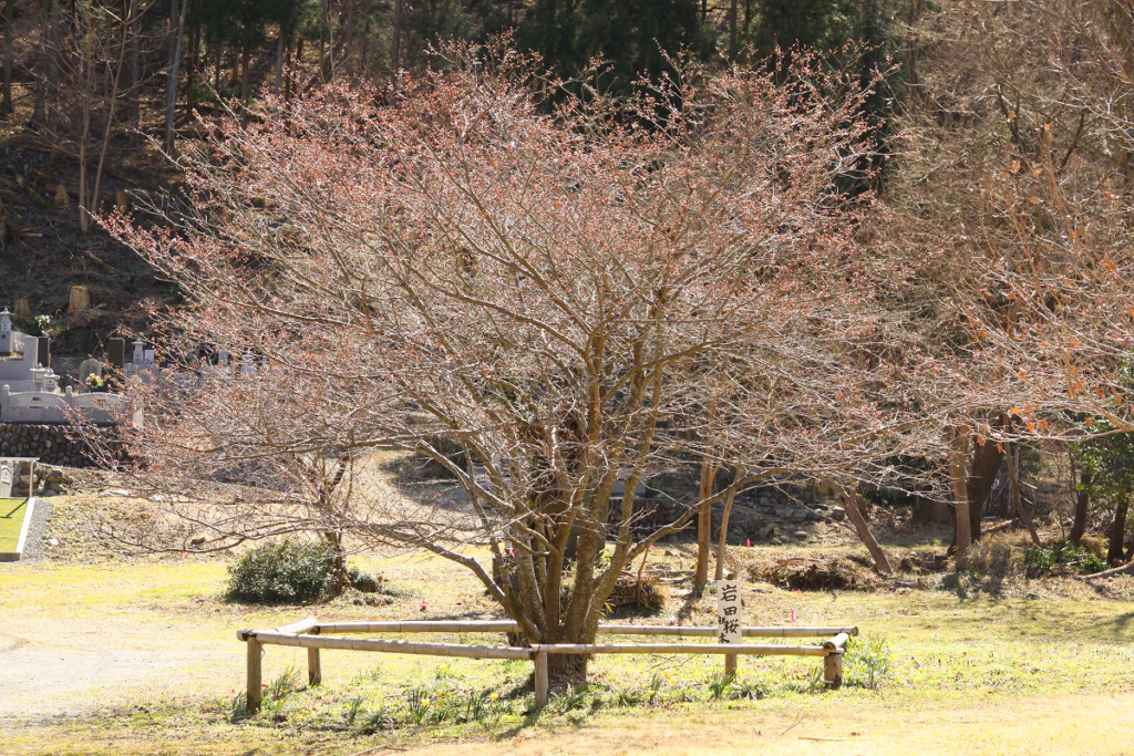 岩田桜の画像