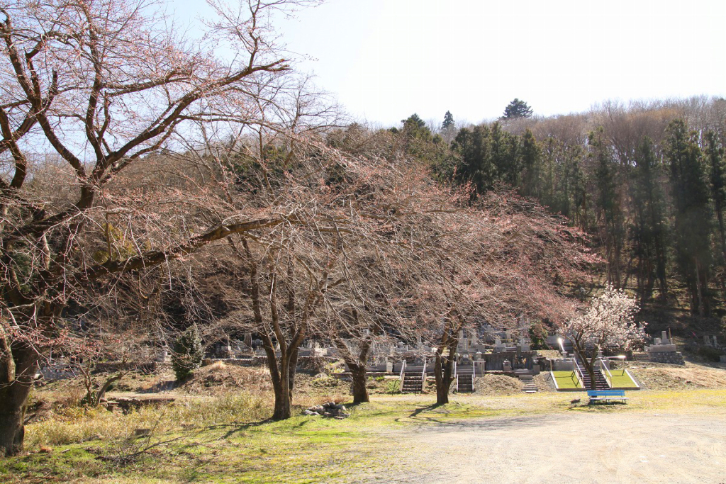 岩田桜の画像