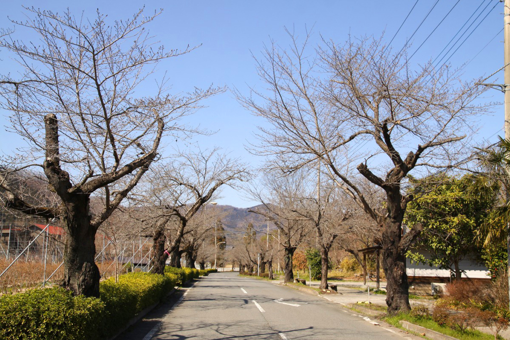 北桜通りの画像