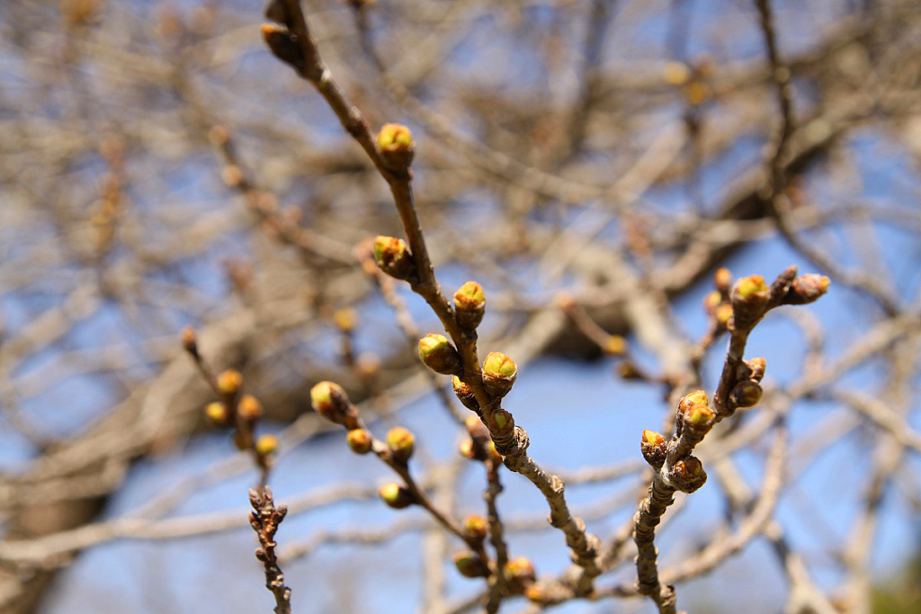 北桜通りの画像