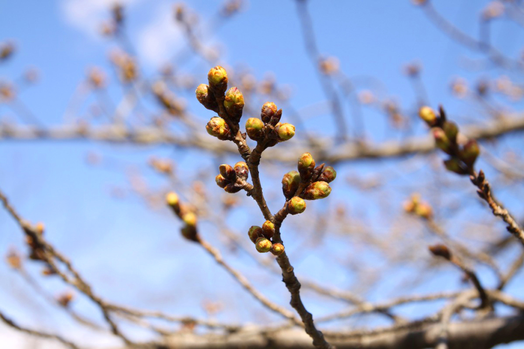 北桜通りの画像