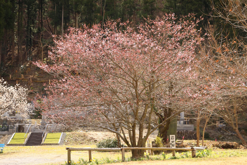 岩田桜の画像