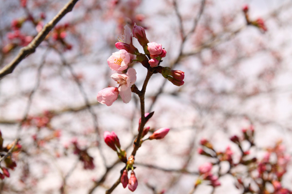 岩田桜の画像