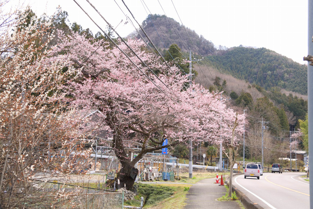 大手桜の画像