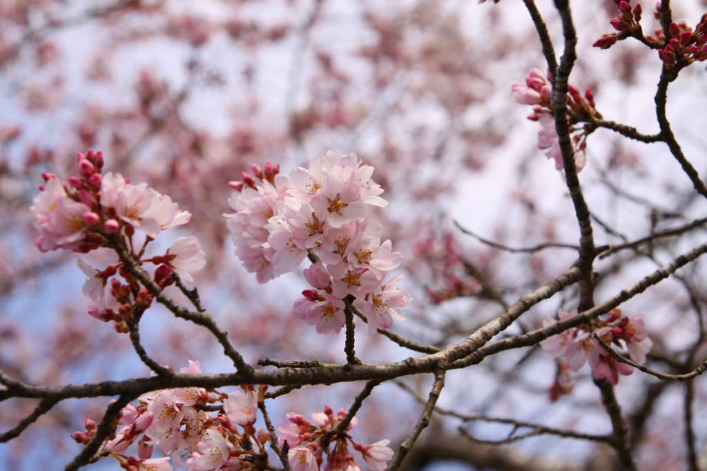 大手桜の画像