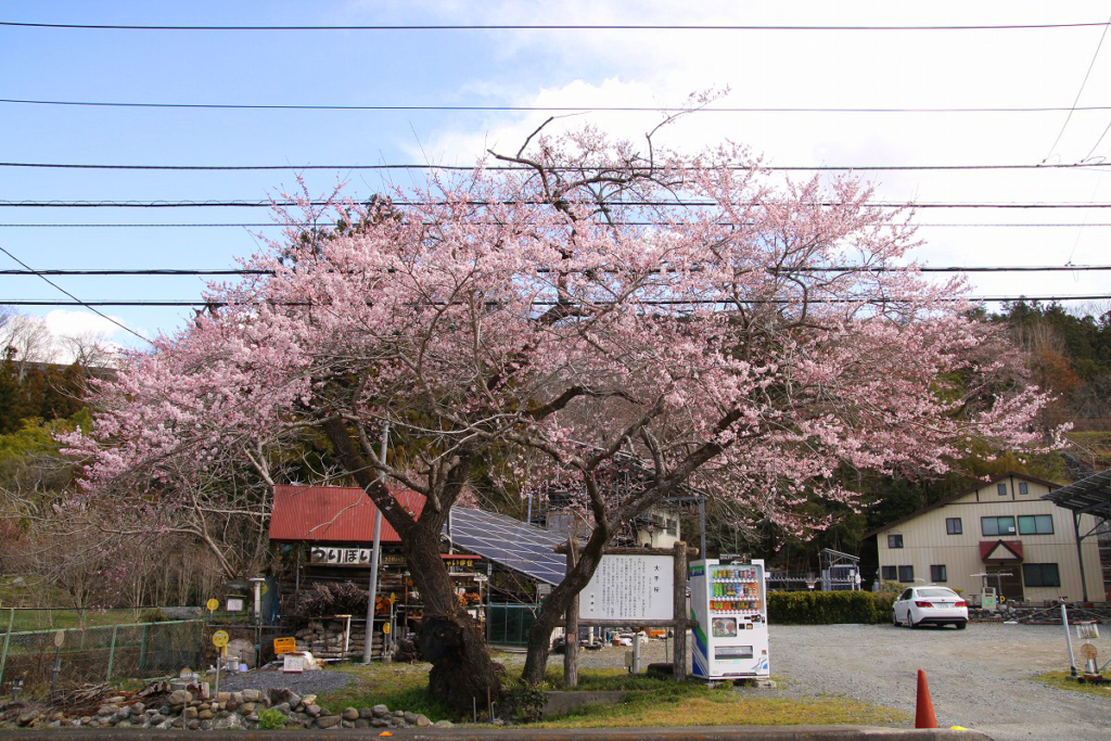 大手桜の画像