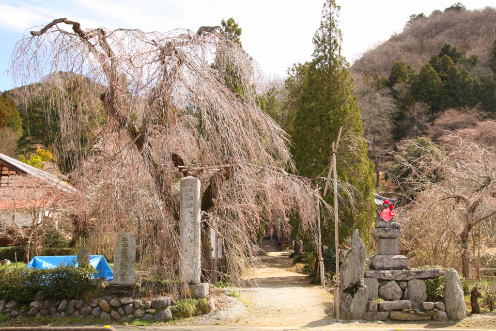 法善寺のしだれ桜の画像