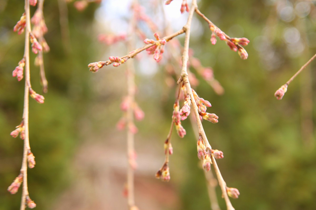 法善寺のしだれ桜の画像