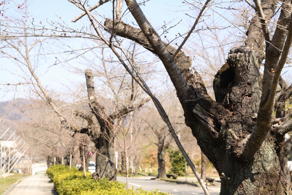 北桜通りの画像