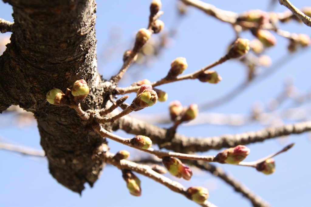 北桜通りの画像