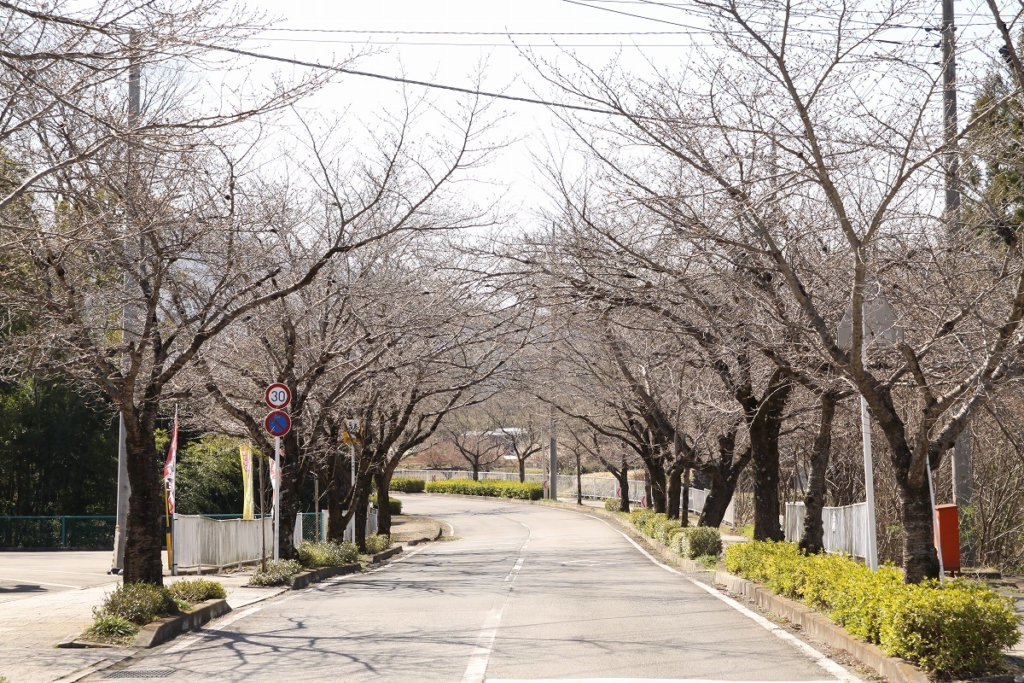 北桜通りの画像