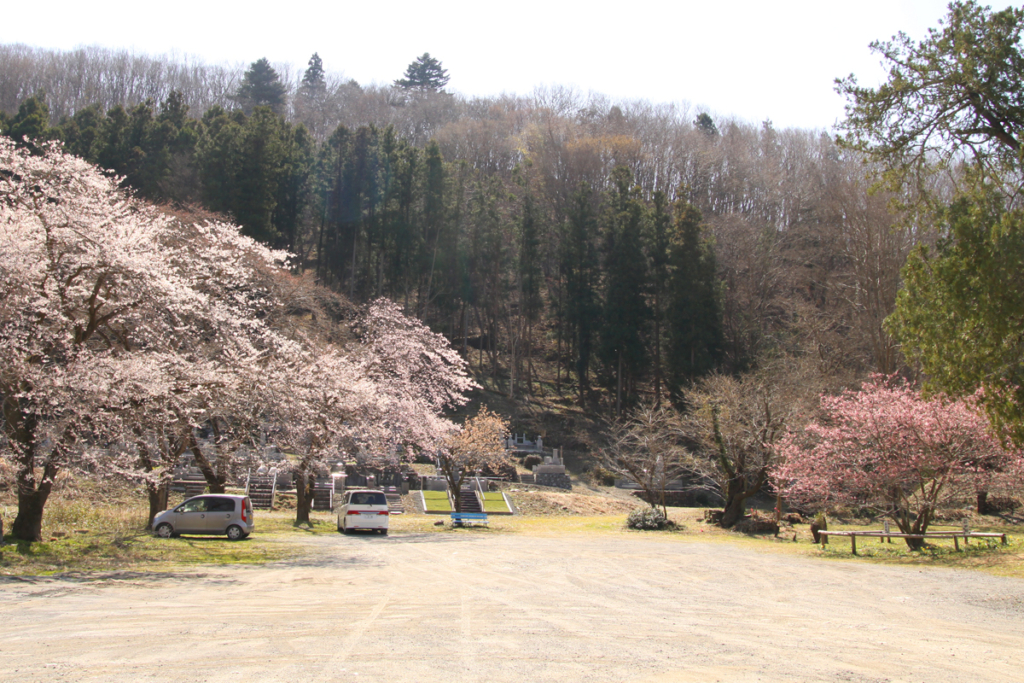 岩田桜の画像