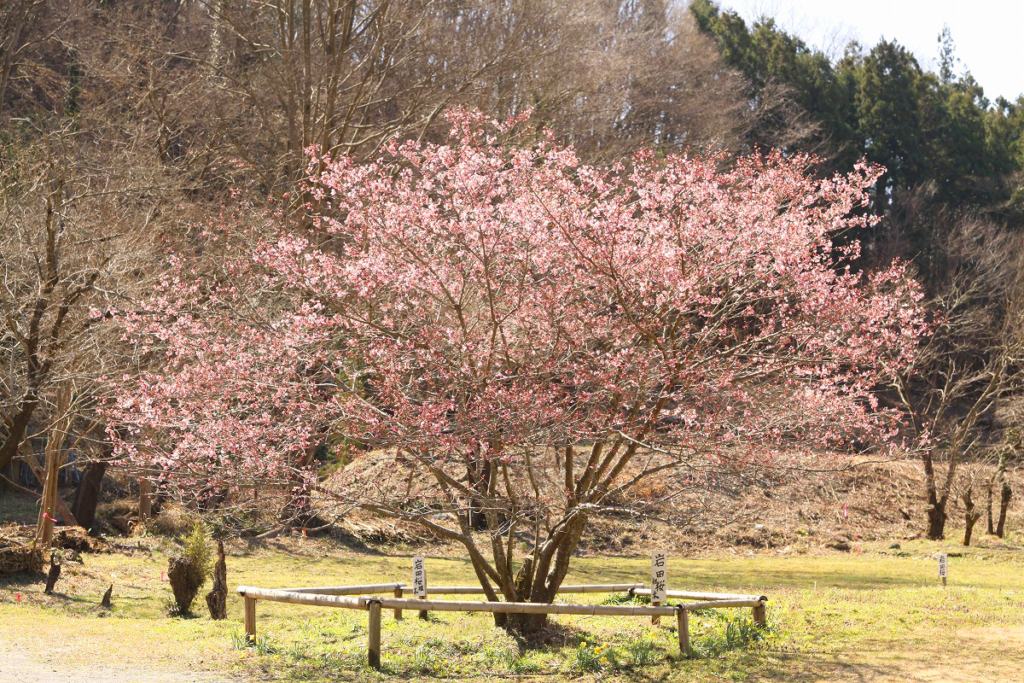 岩田桜の画像