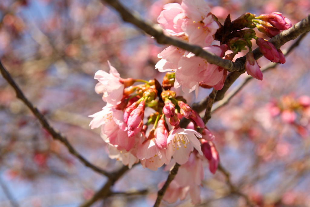 岩田桜の画像