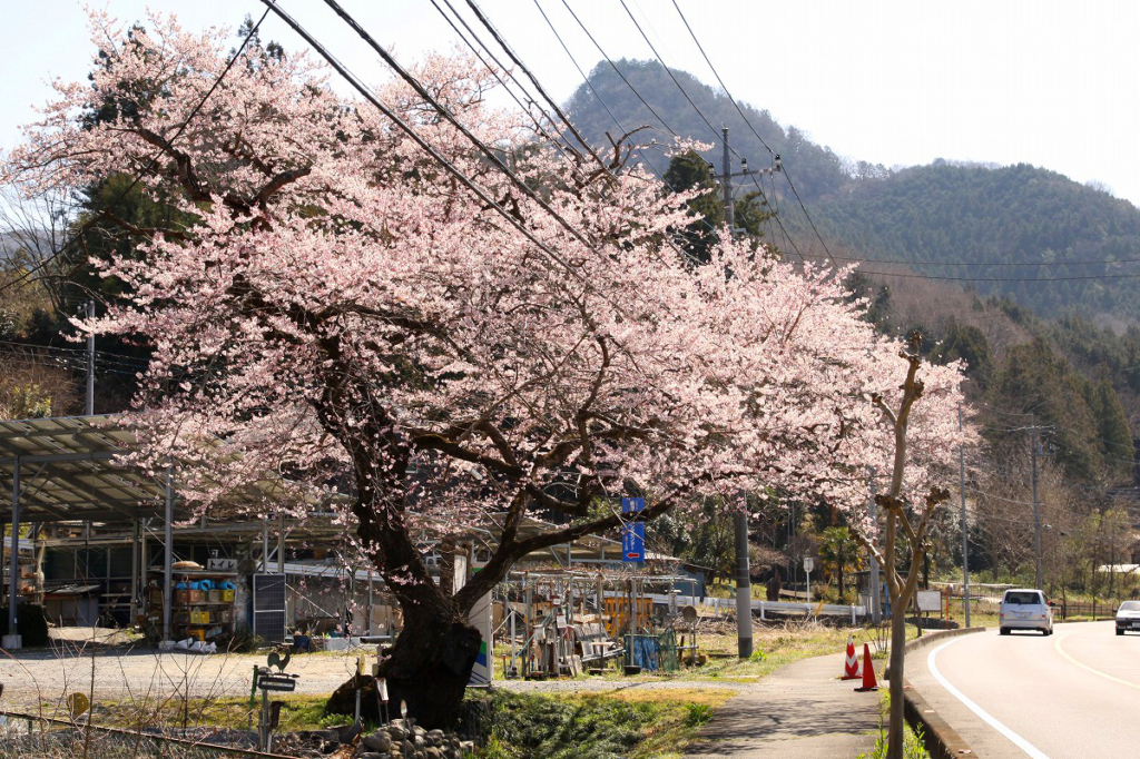 大手桜の画像