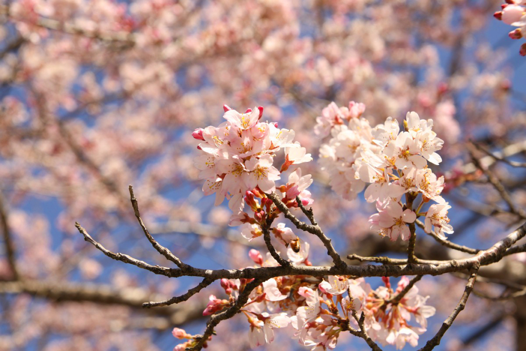 大手桜の画像