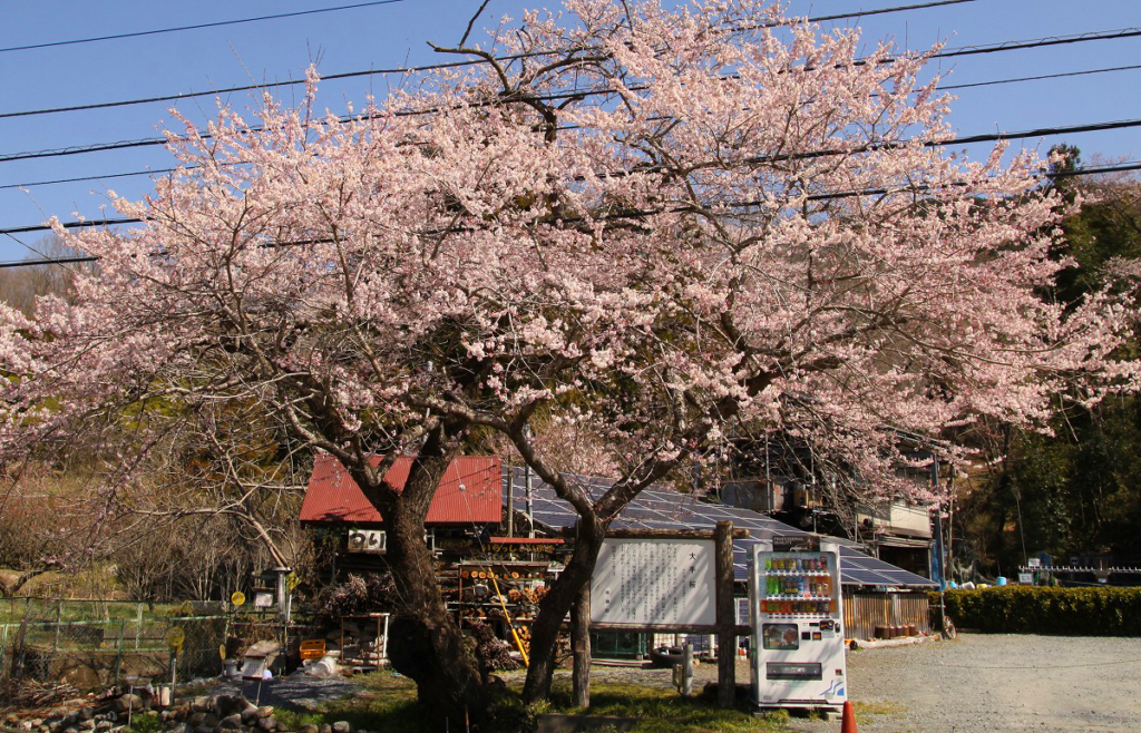 大手桜の画像