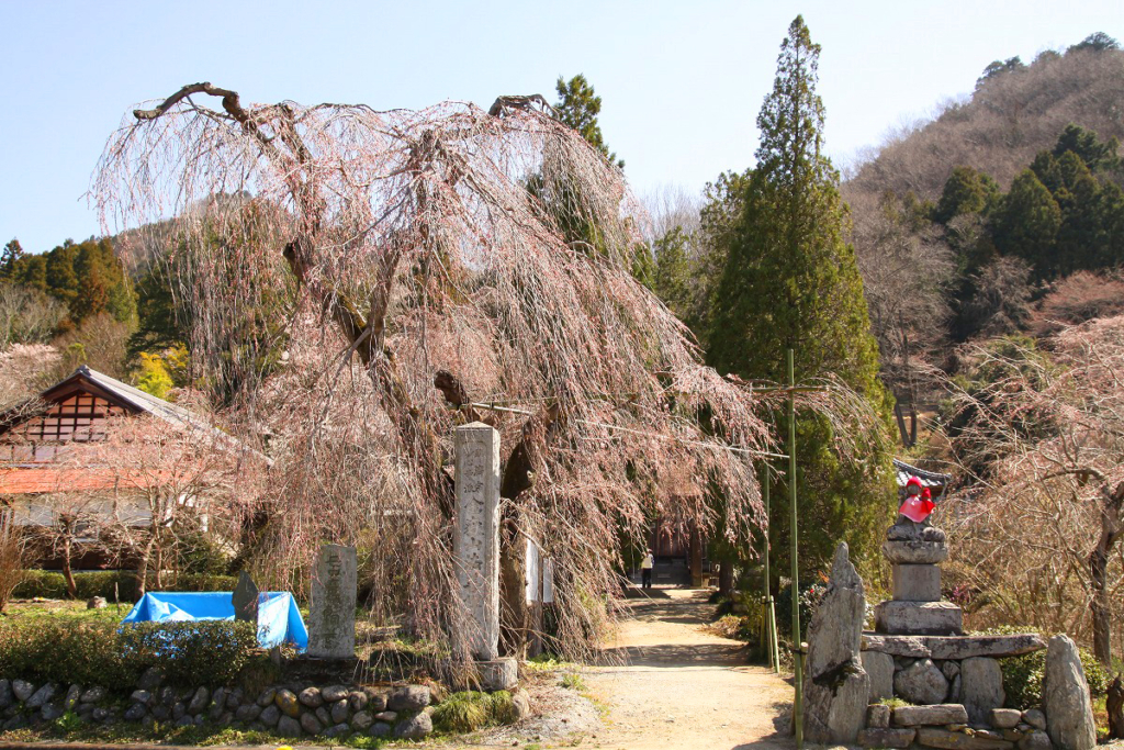 法善寺のしだれ桜の画像