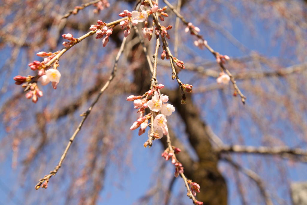 法善寺のしだれ桜の画像