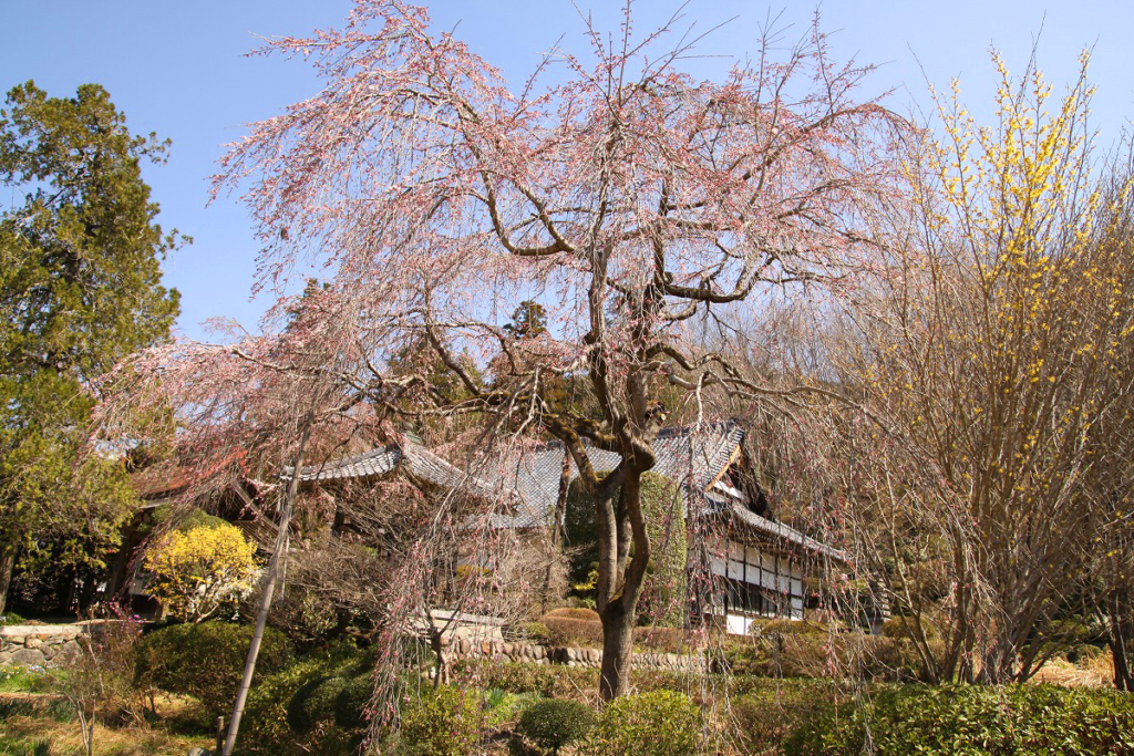 法善寺のしだれ桜の画像