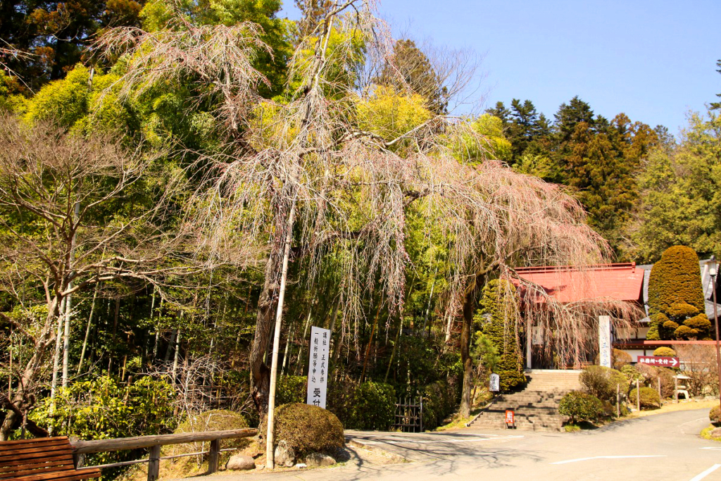 寶登山神社桜の画像