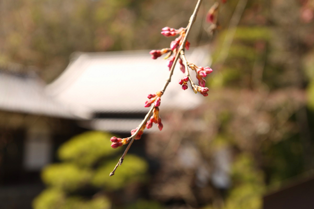 寶登山神社桜の画像