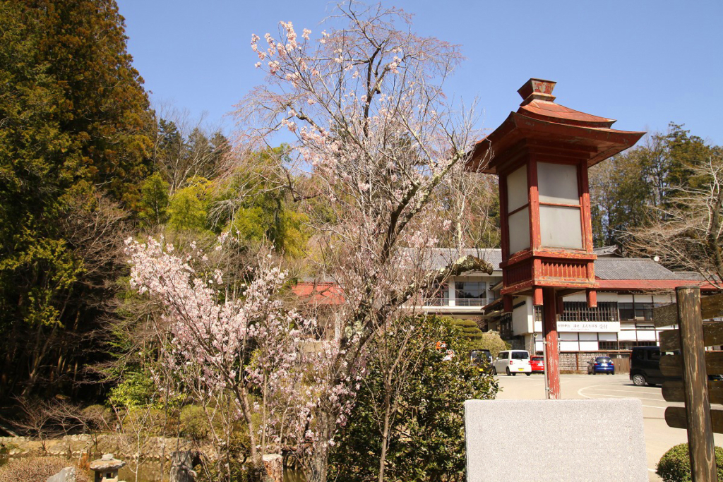 寶登山神社桜の画像