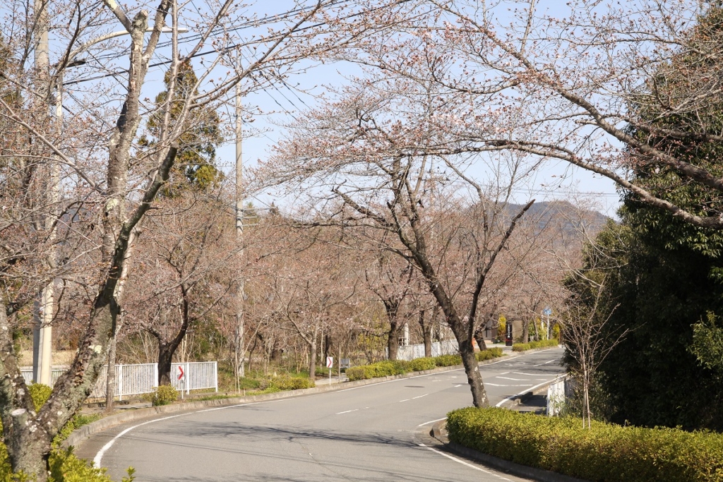 長瀞北桜通りの画像