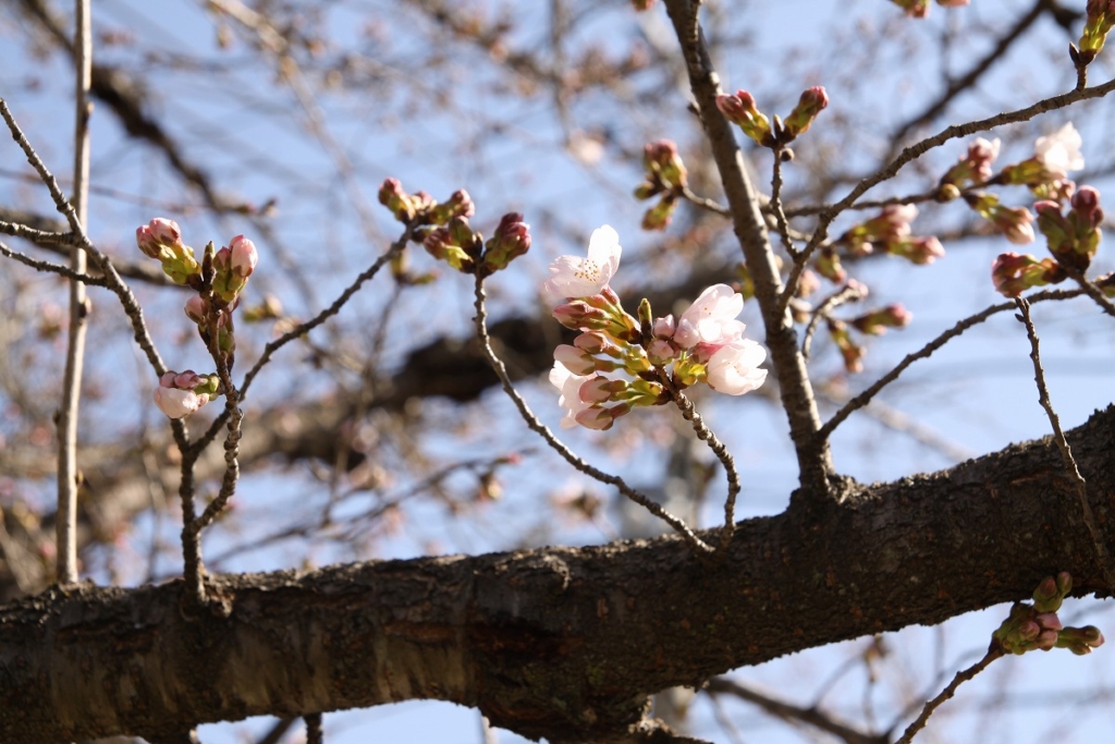 長瀞北桜通りの画像