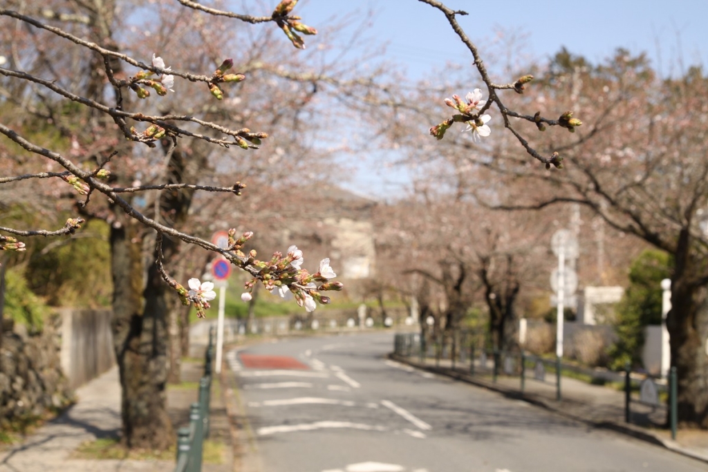 長瀞北桜通りの画像