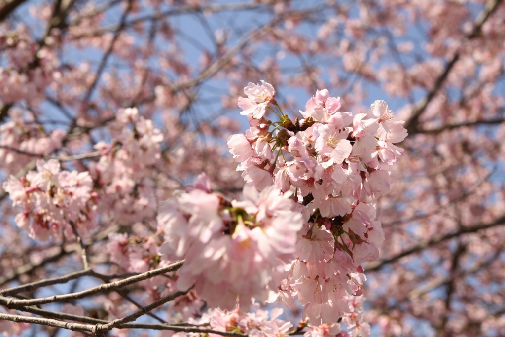 岩田桜の画像