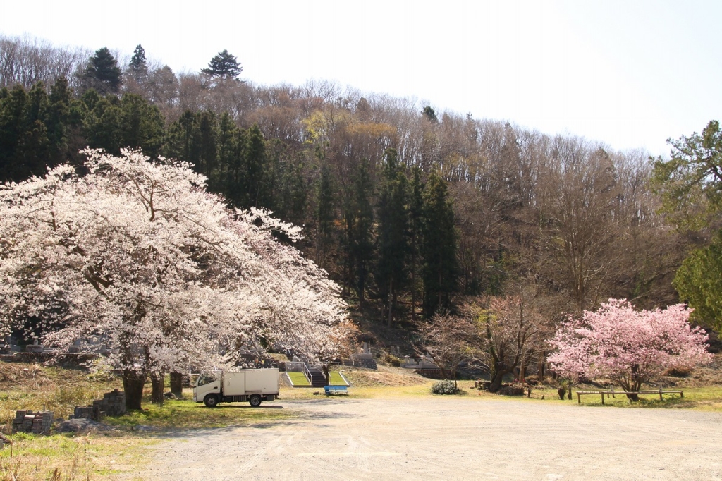 岩田桜の画像