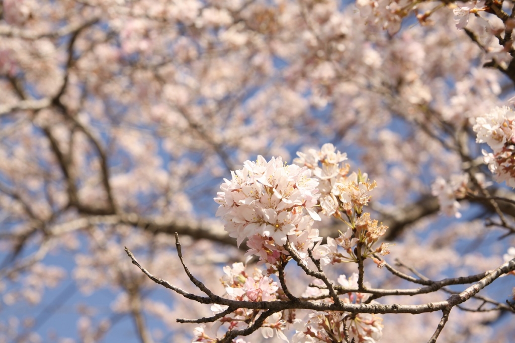 大手の桜の画像