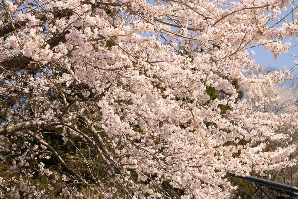 大手の桜の画像