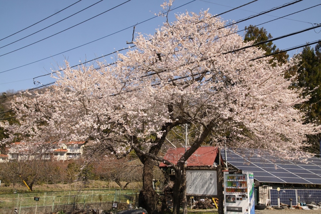 大手の桜の画像