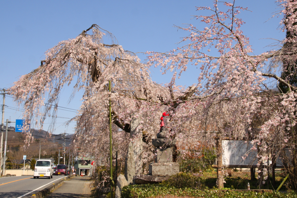 法善寺しだれ桜の画像