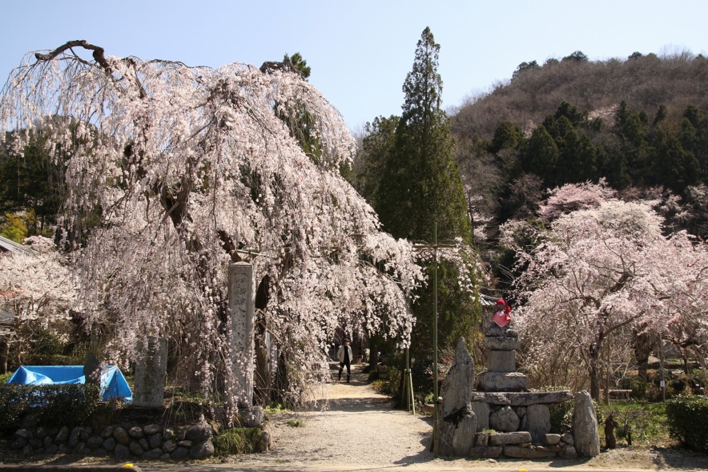 法善寺しだれ桜の画像