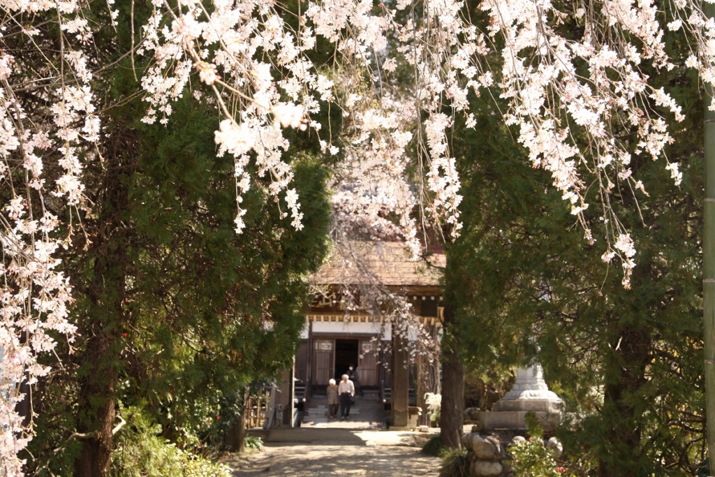 法善寺しだれ桜の画像