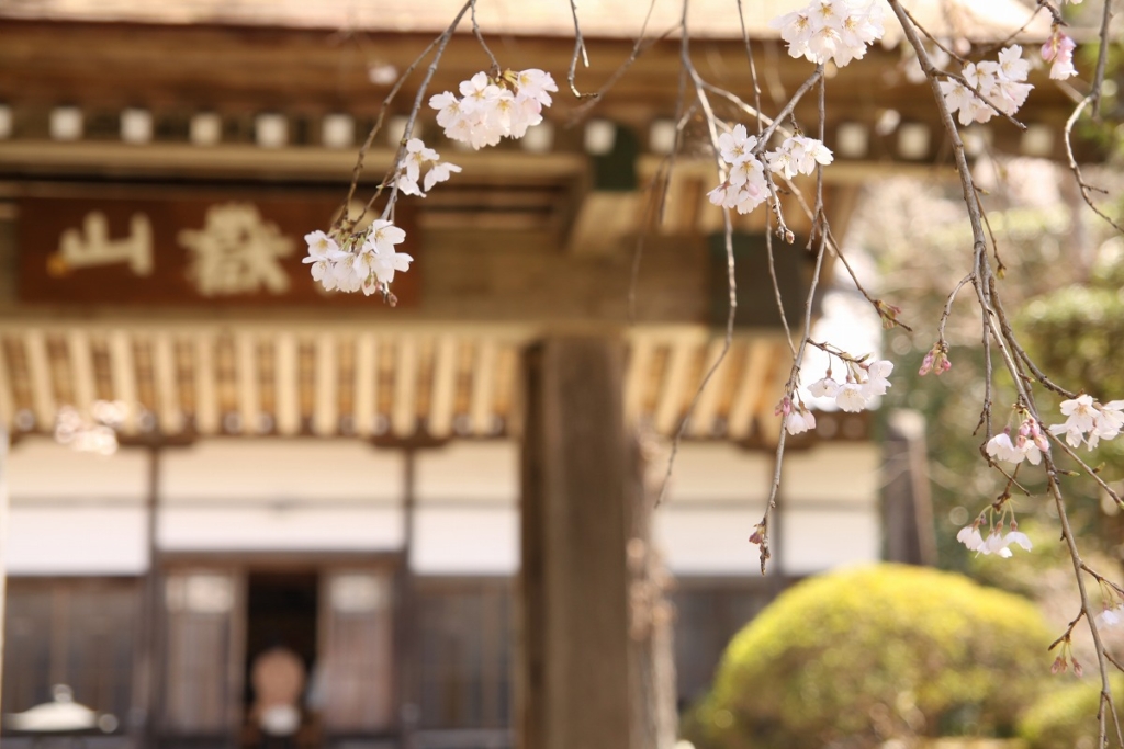 法善寺しだれ桜の画像