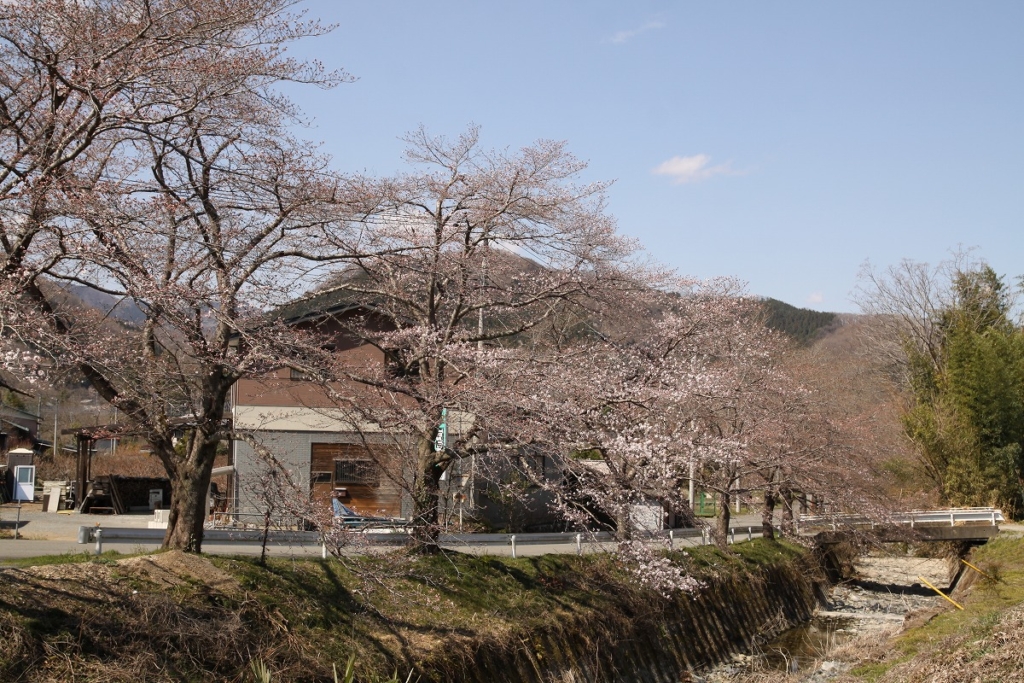 井戸の桜並木の画像